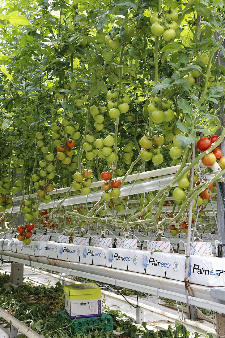 tomaten, cherry tomaten, broeikasgassen, hors-sol, landbouw, voedsel