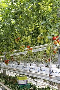Tomaten, Cherry-Tomaten, Gewächshaus, Hors-sol, Landwirtschaft, Essen
