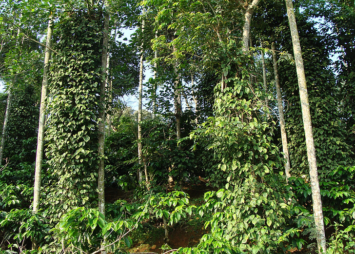 piantagione di caffè, Coffea robusta, vite di pepe nero, vite di Piper nigrum, Madikeri, Coorg, India