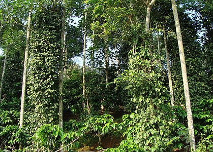 kávové plantáže, Coffea robusta, čierne korenie viniča, Piper nigrum viniča, madikeri, Coorg, India