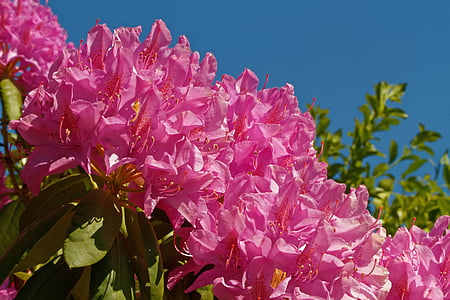 rhododendron, bush, flowers, pink, garden, ericaceae