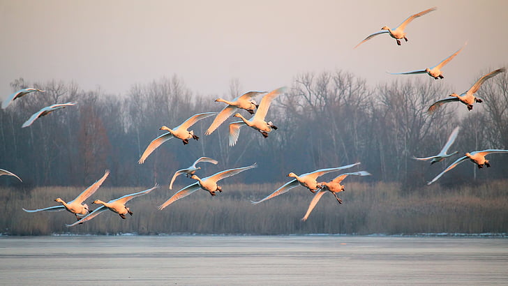 landscape, fog, birds, swans, flight, fly, winter