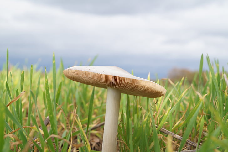 mushroom, lamellar, grass, sky, nature, bottom, close