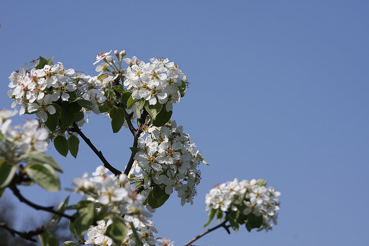 цветя, небе, синьо небе, Пролет