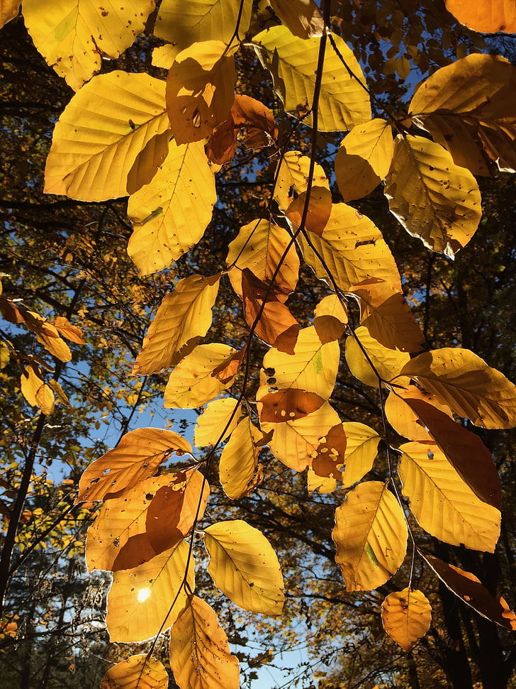 lämnar, hösten, träd, gula blad
