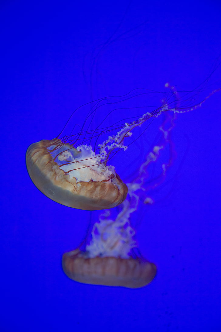 jellyfish, aquarium, underwater, sea, ocean, water, marine