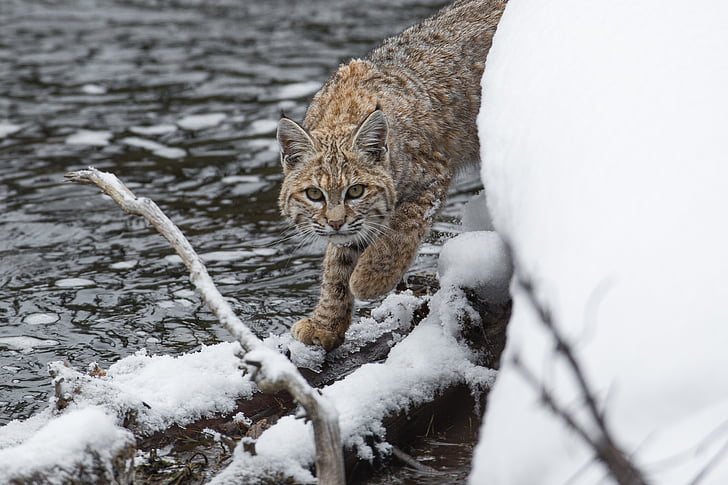 bobcat, lynx, snow, wildlife, predator, nature, outdoors
