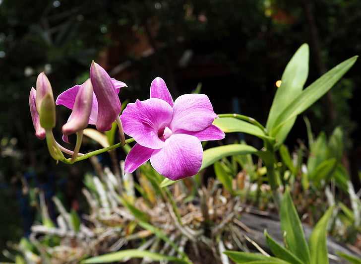 Orchid, kleurrijke, bloemen, natuur, roze, bloementuin, vrij