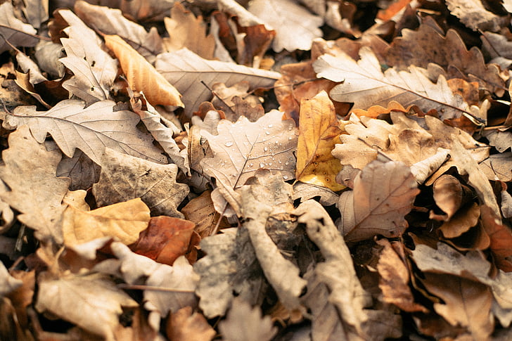 close, photography, dried, leaves, abstract, autumn, design