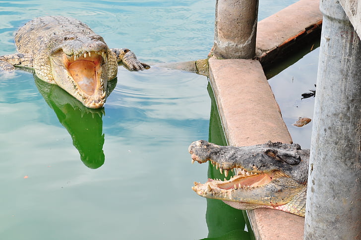 krokodil, Jaws, reptielen, hoofd, moeras, water, grote