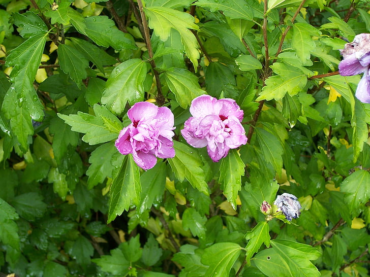Hibiscus, cây bụi, Hollyhock bush, Mallow bush, Mauve, màu hồng, màu tím