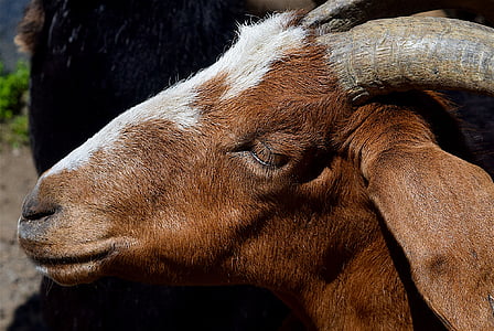 goat, portrait, face, horns, close up, head, animal