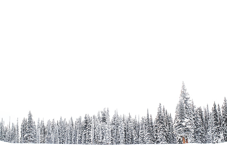 arbres, cobert, neu, blanc, clar, cel, l'hivern
