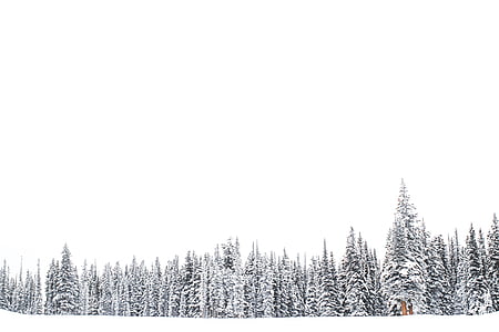 alberi, coperto, neve, bianco, chiaro, cielo, inverno