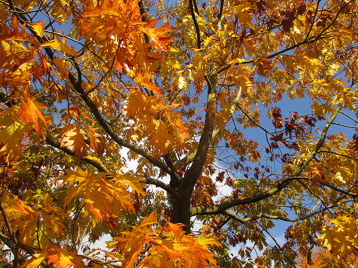 strom, podzim, listy, žlutá, barevný podzim, Příroda, světlo na podzim