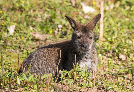 kenguru, živalski vrt, živali