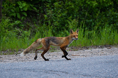 Fox, liška obecná, Wild, Příroda, zvíře, volně žijící zvířata, kožešina