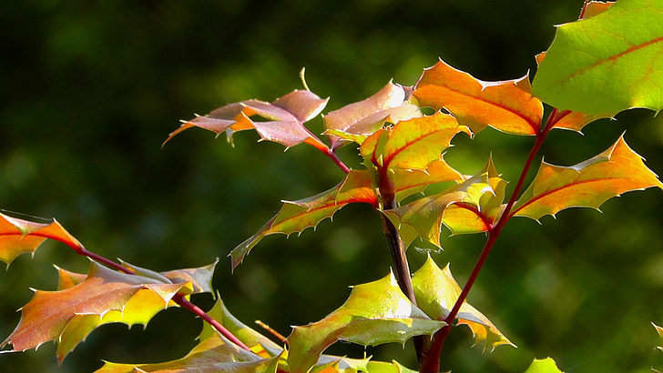 leaf, garden, leaves, red leaf, nature, light, sun