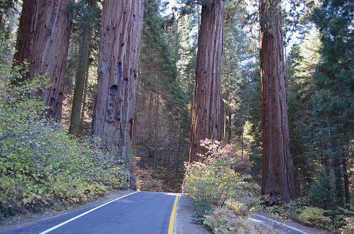 Sequoia, nacionalne, parka, stabla, šuma, Kalifornija, biljka