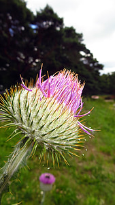 thistle, plant, flower, blossom, bloom, prickly, close
