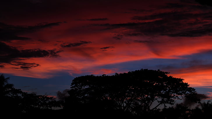 alam, langit, awan, pohon, matahari