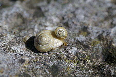 snails, housing, molluscs, shell, reptiles, mother and child, child