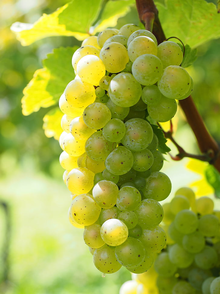vino bobice, grožđe, bobice, zelena, sočan, mahuna, vinova loza