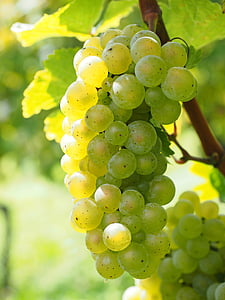 bagas de vinho, uvas, bagas, verde, suculento, vagens, videiras