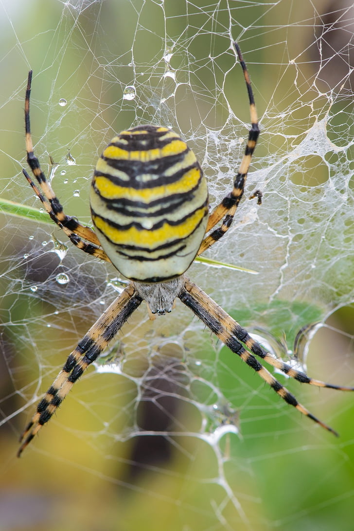 pók, Web, természet, nyári, gyep, élet, rovarok
