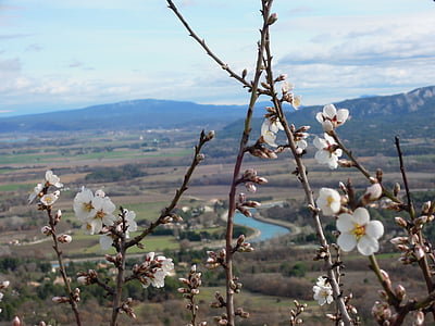 pohon almond, Lubéron, musim dingin, alam, Gunung, bunga, pohon