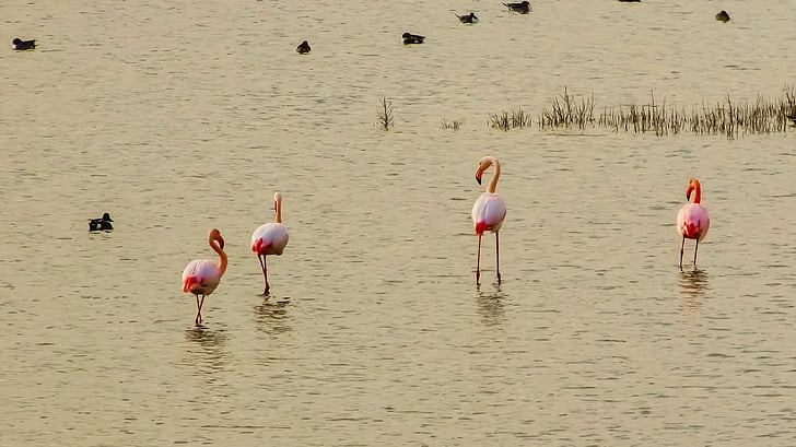 Kipras, Oroklini ežeras, flamingai, Gamta, Laukiniai gyvūnai, paukštis, flamingas
