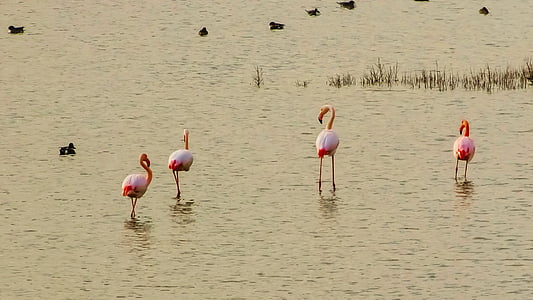 Kipra, oroklini ezers, Flamingi, daba, savvaļas dzīvnieki, putns, Flamingo