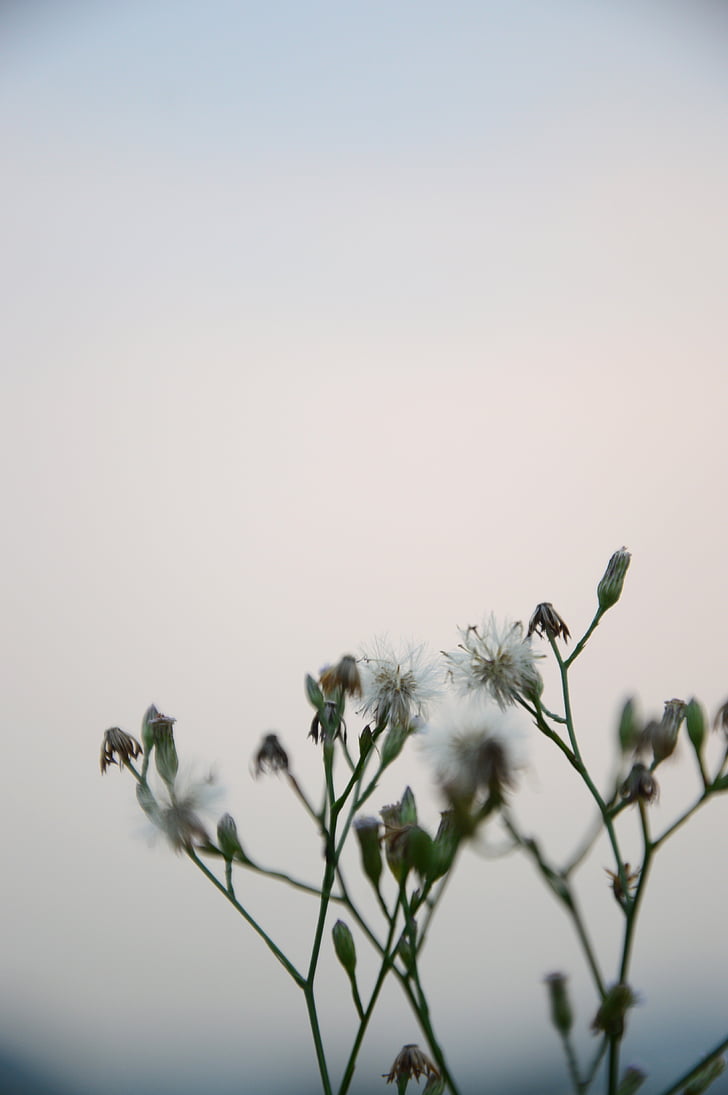 grass, photography, natural, plant, flower, white, green