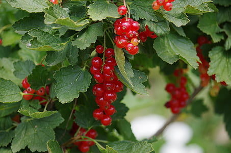 red, currant, fruit, bunch of grapes, healthy, garden, leaf