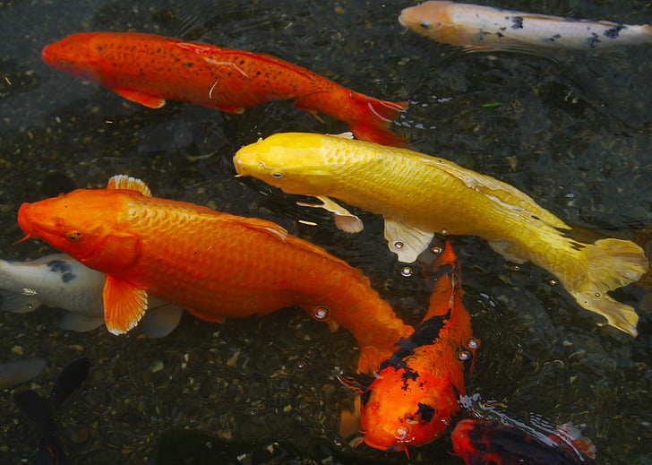 aquarium fish, colored carp, koi, fish, breeding, red, vermilion