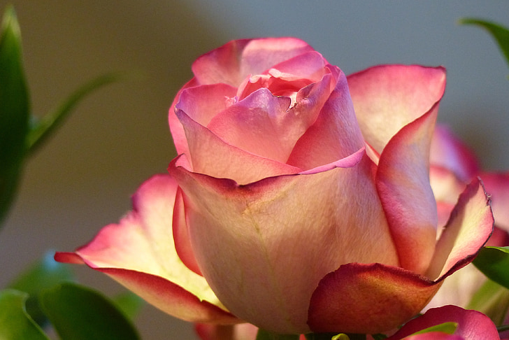 levantou-se, rosa do Equador, -de-rosa, decorativos, flor, flor, Rosácea