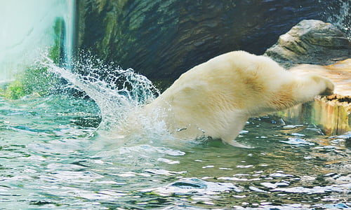 скок, вода, мечка, природата, капки вода, повърхност, за къпане