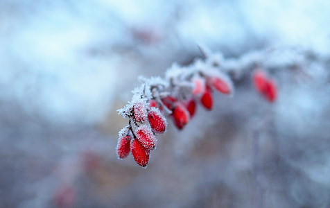 salju, musim dingin, alam, jeli, es, cabang-cabang bersalju, hutan