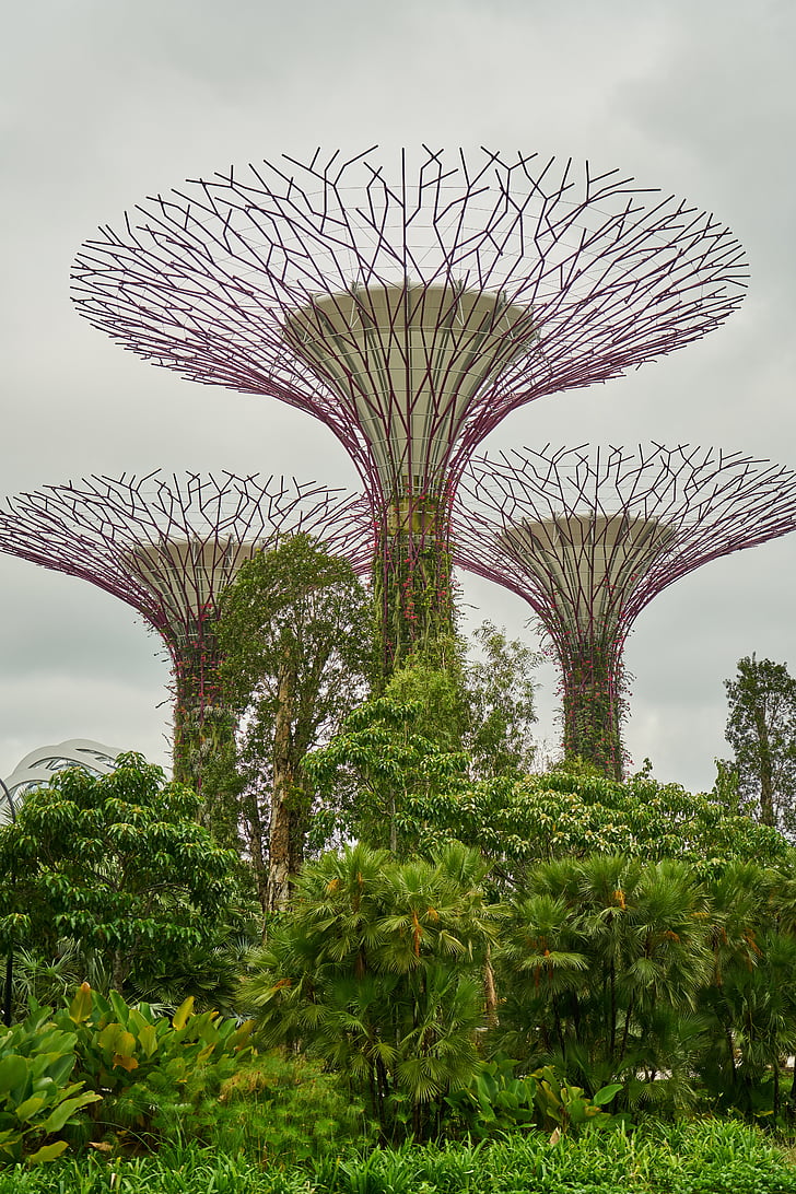 biljka, Singapur, parka, lijepa, slika u boji, vrt, stabla
