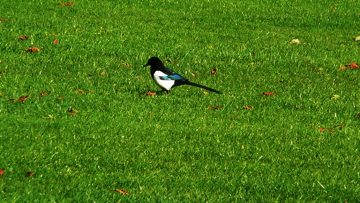 Magpie, herbe, Parc, oiseau, plumes, noir, blanc