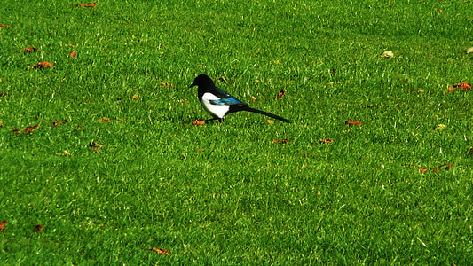 magpie, grass, park, bird, feathers, black, white