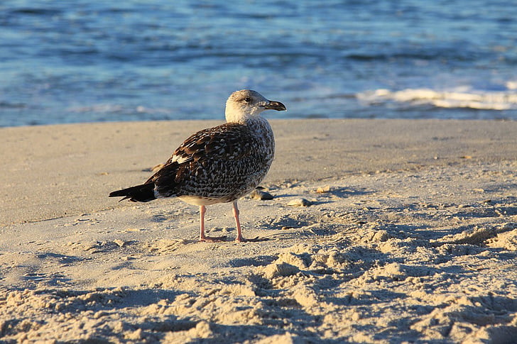 seagull, gull, sea-gull, bird, beach, sand, animal