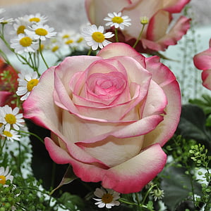 Rose, fleurs, nature, plante, humeur, amour, fleur