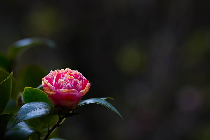 flors, Rosa, les flors de color rosa, natura, planta, pètal, color rosa