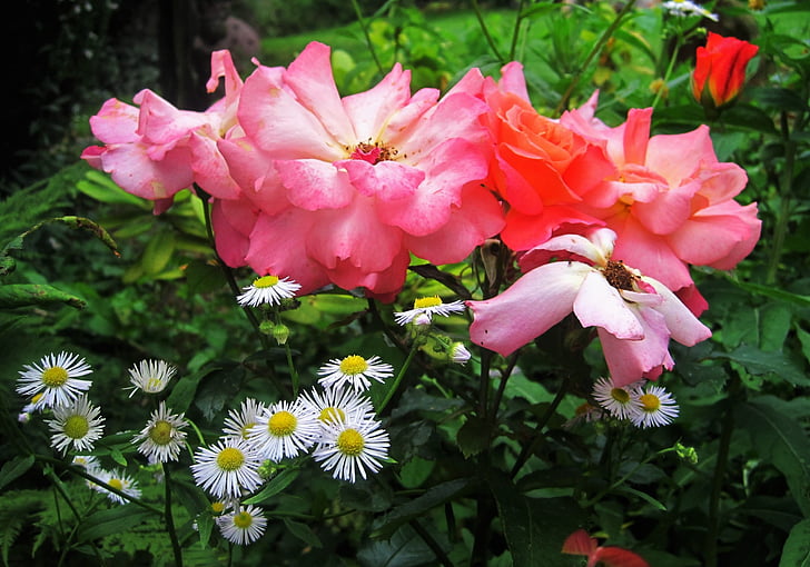 Cottage garden, Csendélet, Rózsa, rózsa virágzik, kerti rózsák, éves fleabane, egynyári seprence