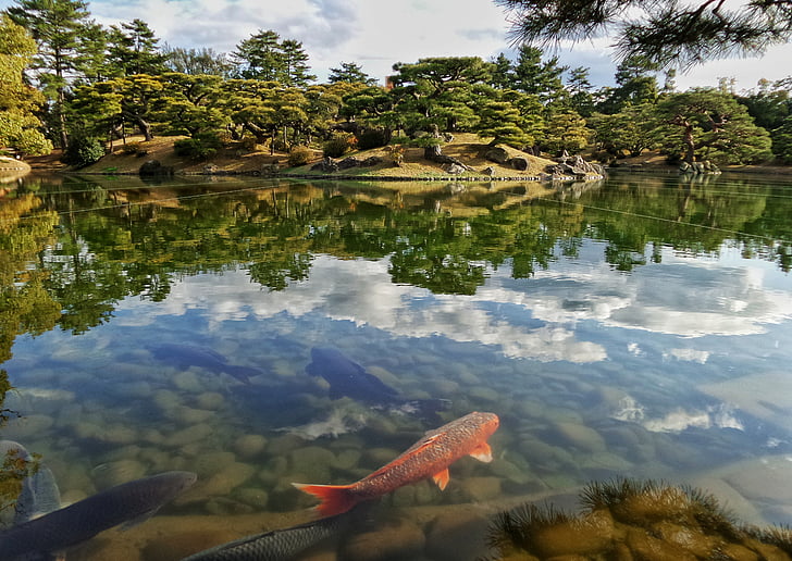 Japonija, Japonų, sodas, tvenkinys, Niwa, Koi, žuvis