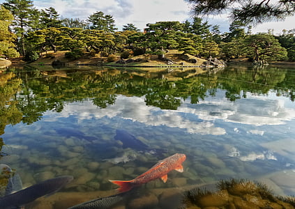 Japon, Japonais, jardin, étang, Niwa, Koi, poisson