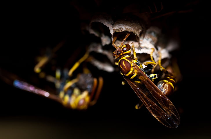 Wasp, insect, dier, natuur, macro, Bee, honing