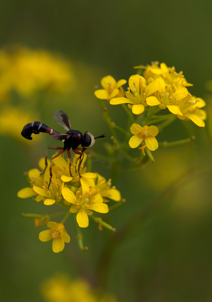 WASP, květ, žlutá, okvětní lístky, Příroda, Wild