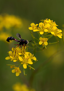 Wasp, Hoa, màu vàng, cánh hoa, Thiên nhiên, hoang dã
